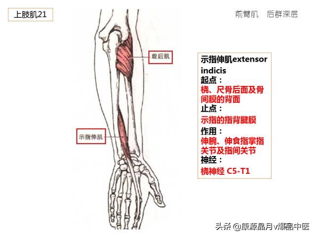 骨骼肌解剖速记手册,学霸们早已收藏