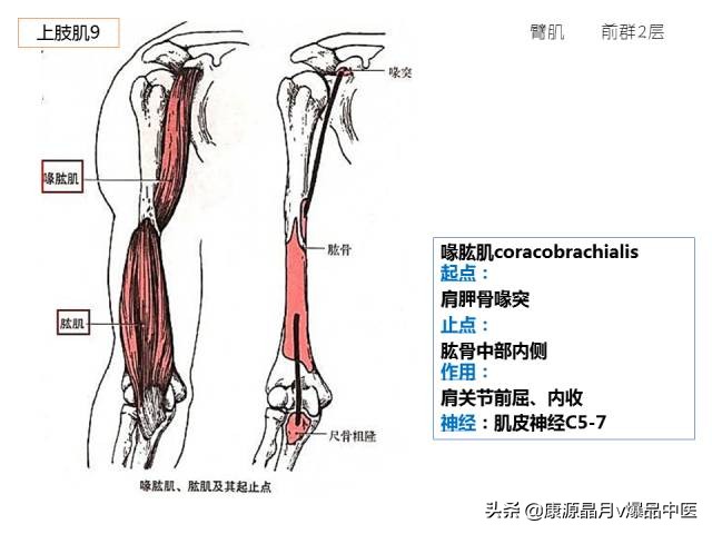 骨骼肌解剖速记手册,学霸们早已收藏