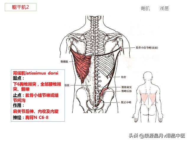 骨骼肌解剖速记手册,学霸们早已收藏