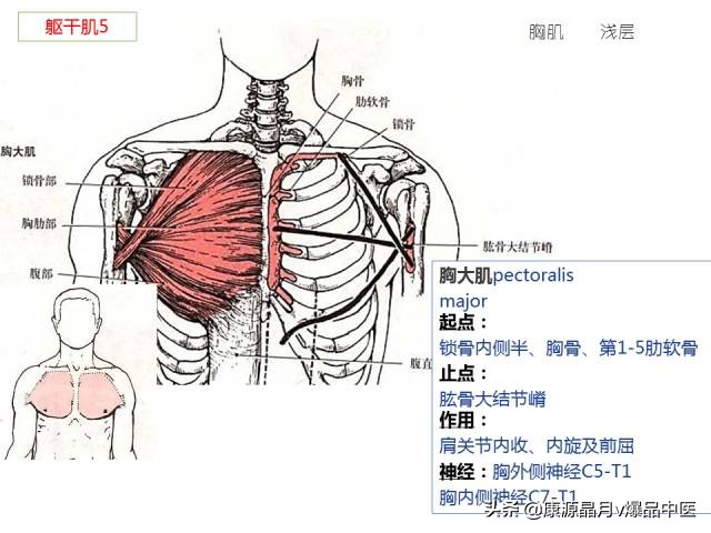 骨骼肌解剖速记手册,学霸们早已收藏