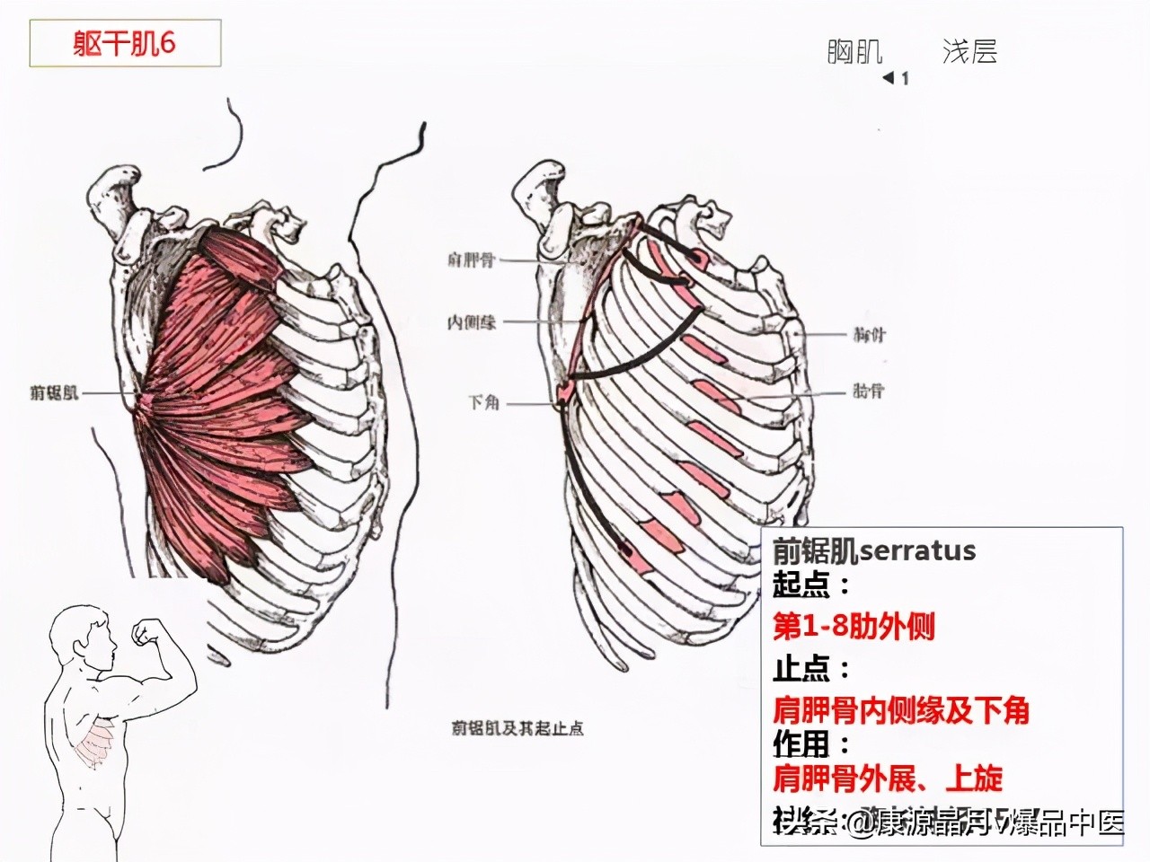 骨骼肌解剖速记手册,学霸们早已收藏
