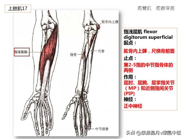 骨骼肌解剖速记手册,学霸们早已收藏