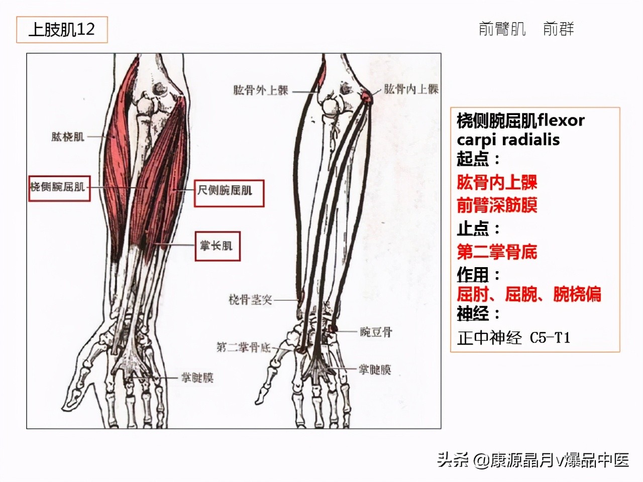 骨骼肌解剖速记手册,学霸们早已收藏