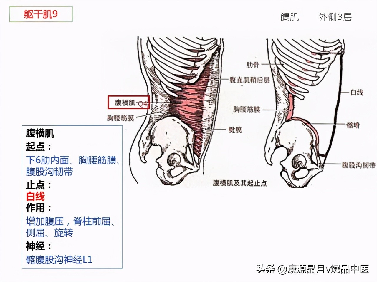骨骼肌解剖速记手册,学霸们早已收藏