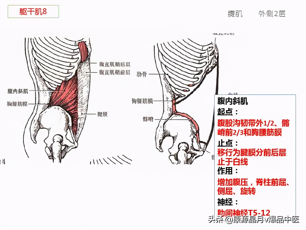 骨骼肌解剖速记手册,学霸们早已收藏