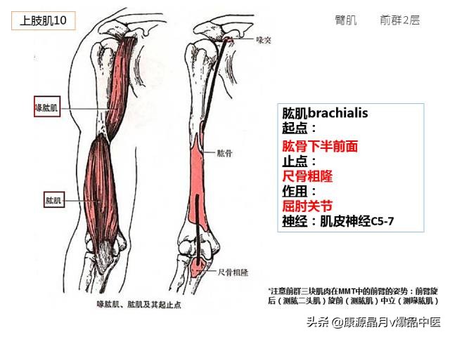 骨骼肌解剖速记手册,学霸们早已收藏