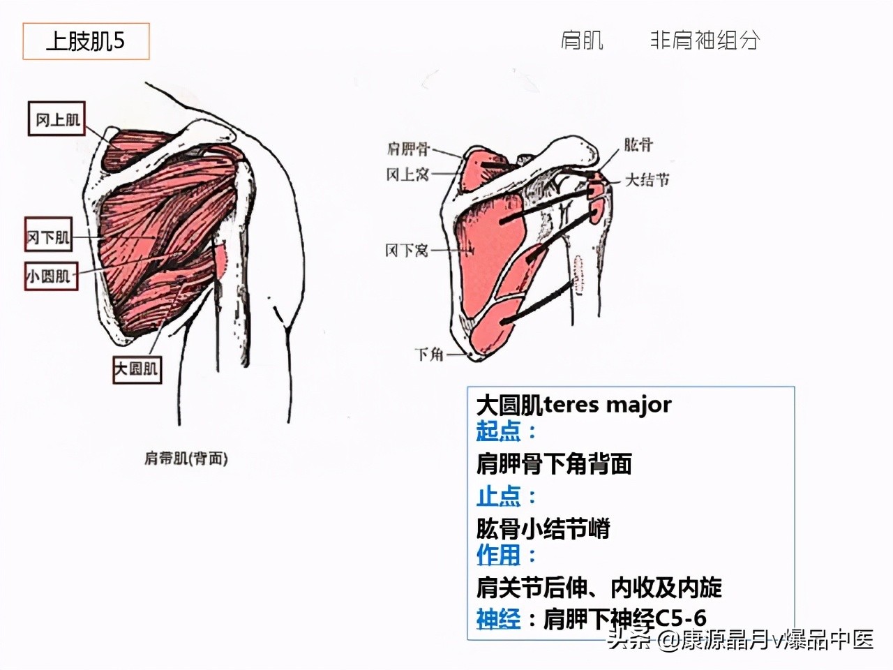 骨骼肌解剖速记手册,学霸们早已收藏