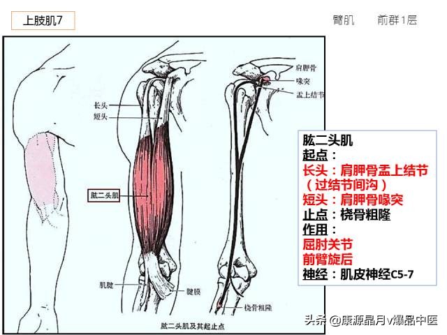 骨骼肌解剖速记手册,学霸们早已收藏