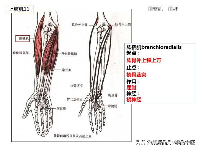 骨骼肌解剖速记手册,学霸们早已收藏