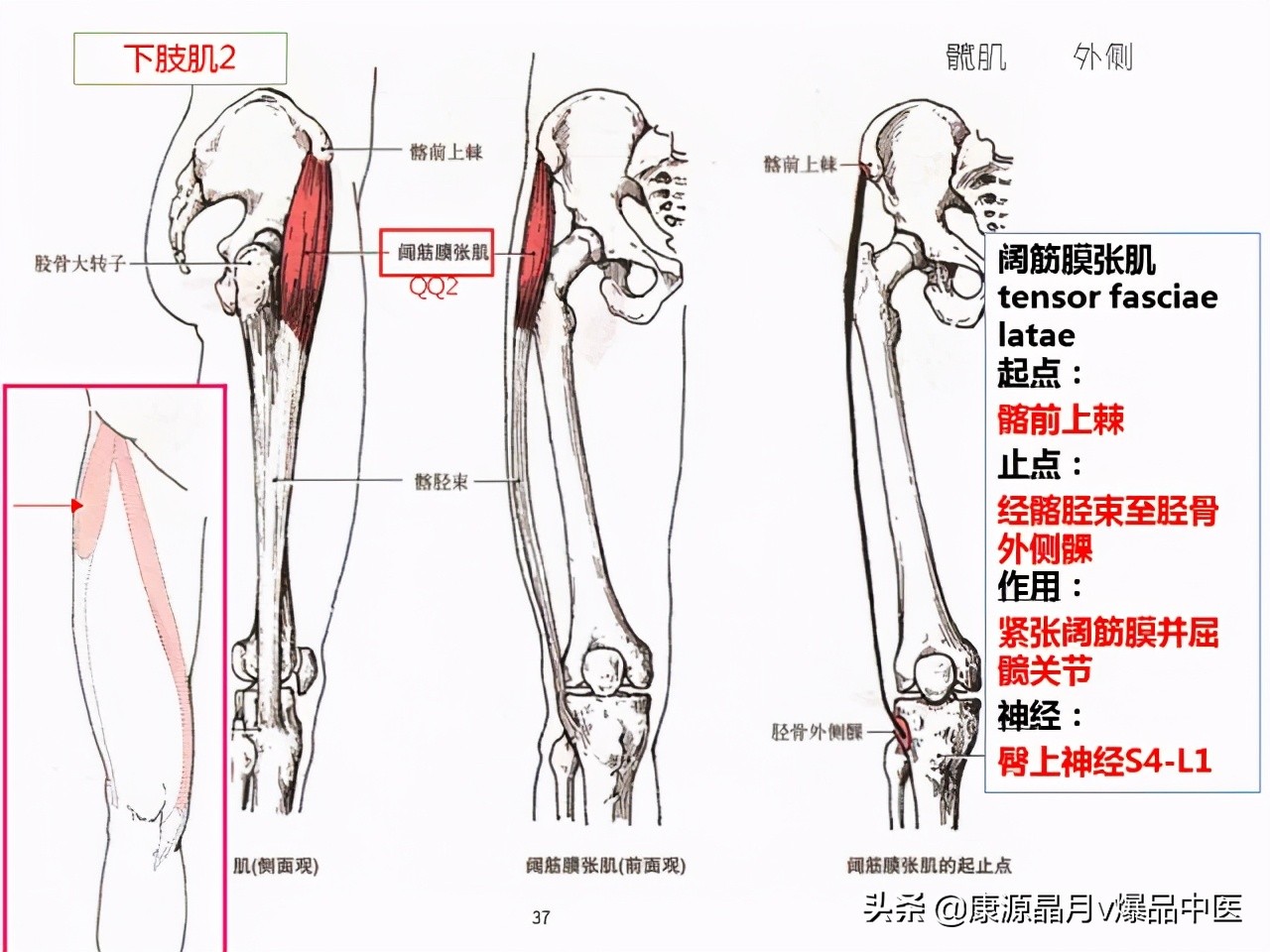 骨骼肌解剖速记手册,学霸们早已收藏
