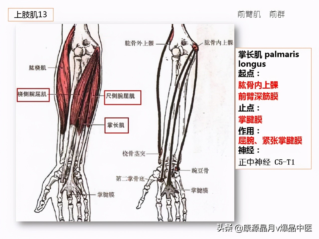 骨骼肌解剖速记手册,学霸们早已收藏