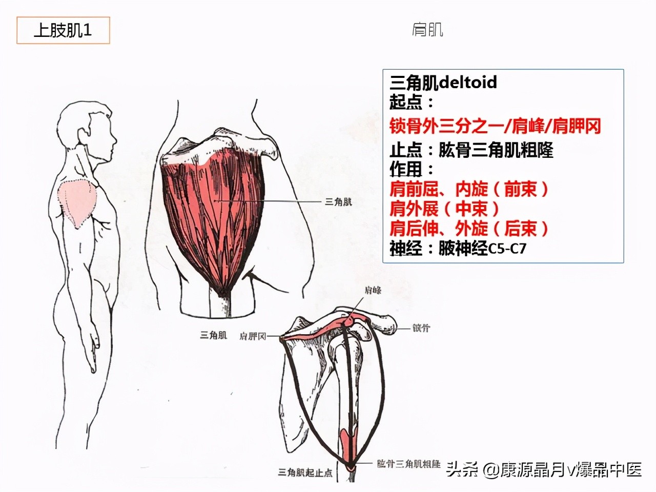 骨骼肌解剖速记手册,学霸们早已收藏