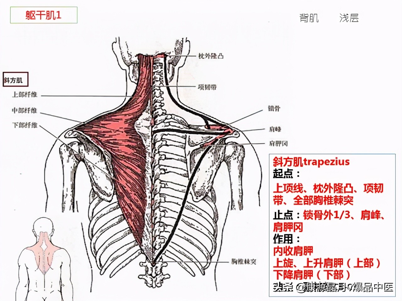 骨骼肌解剖速记手册,学霸们早已收藏