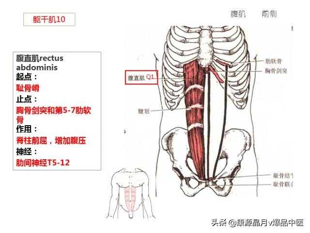 骨骼肌解剖速记手册,学霸们早已收藏