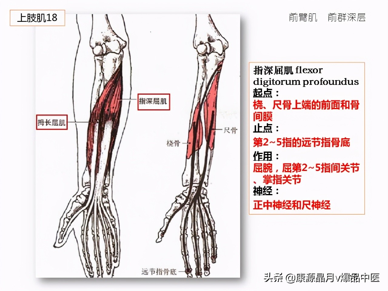 骨骼肌解剖速记手册,学霸们早已收藏