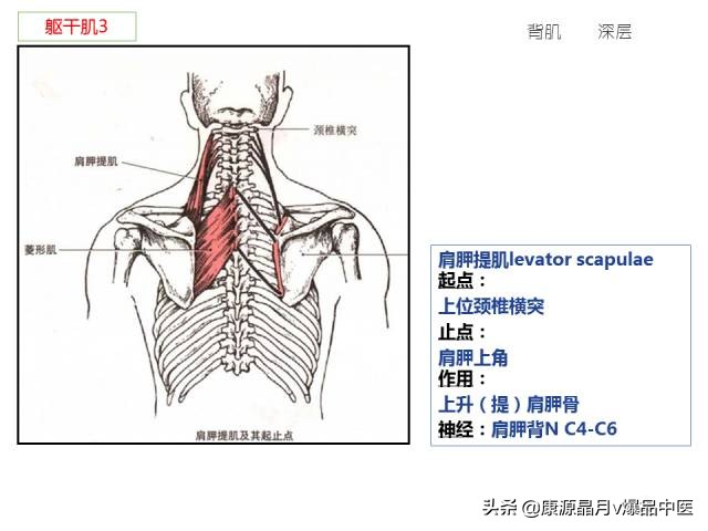 骨骼肌解剖速记手册,学霸们早已收藏