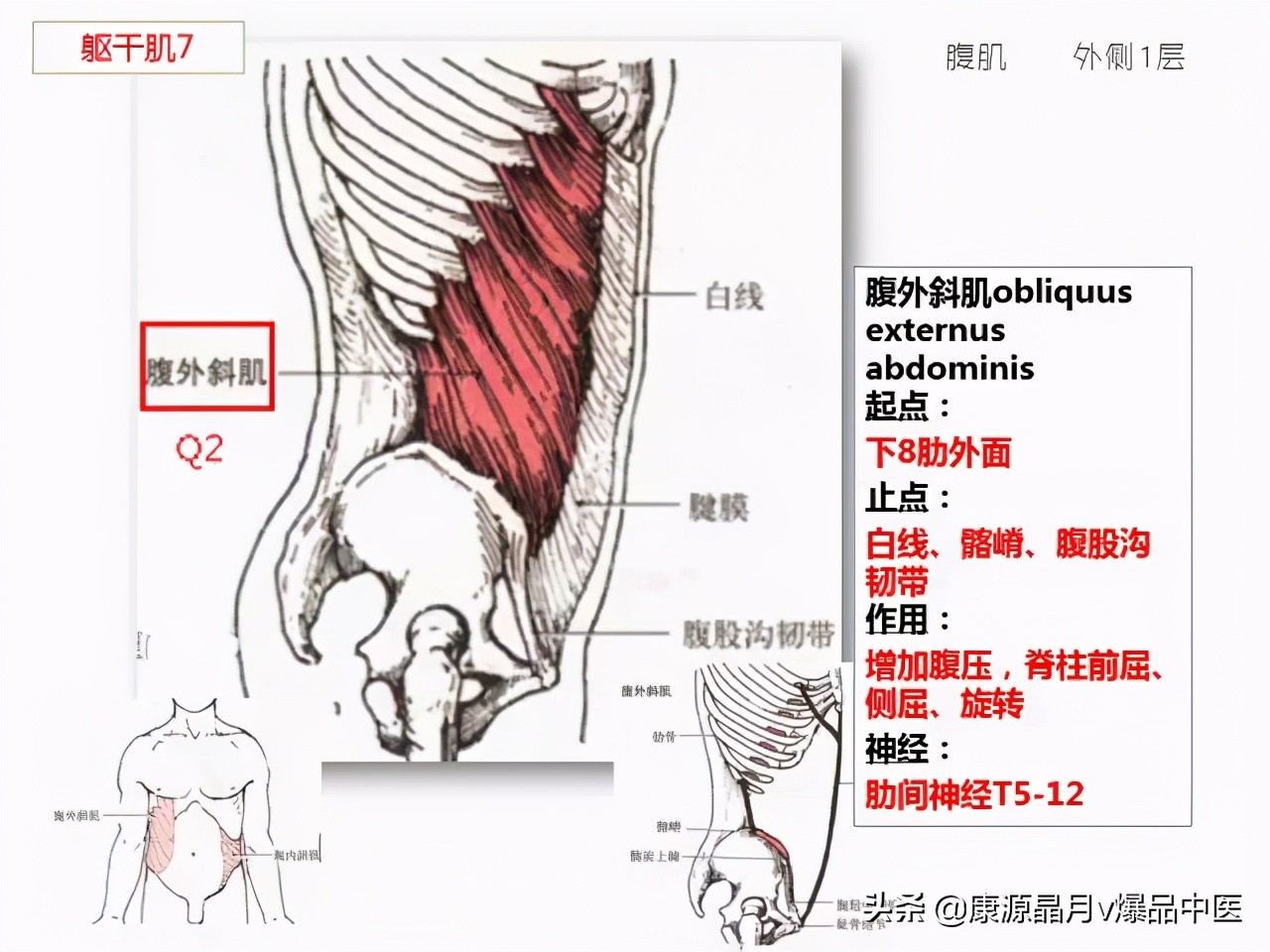 骨骼肌解剖速记手册,学霸们早已收藏