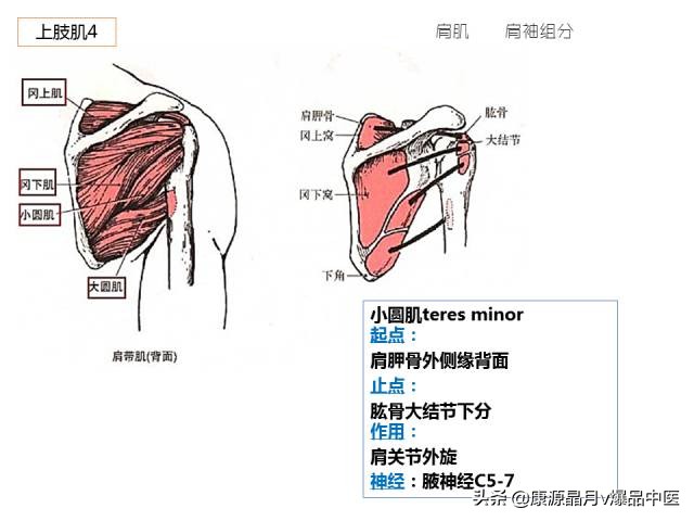 骨骼肌解剖速记手册,学霸们早已收藏