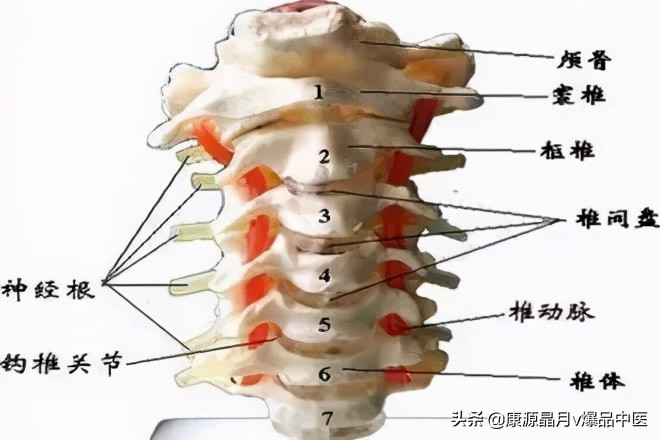 病在脊柱,害在内脏!(深度好文)