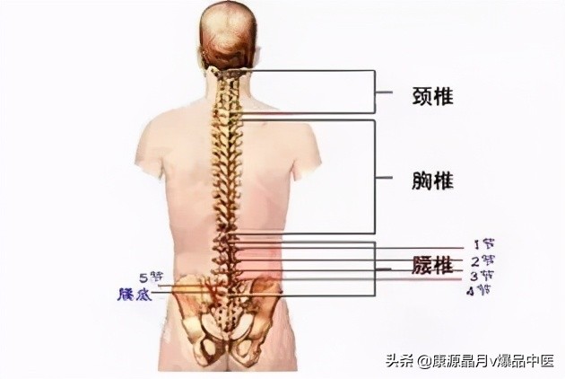 病在脊柱,害在内脏!(深度好文)