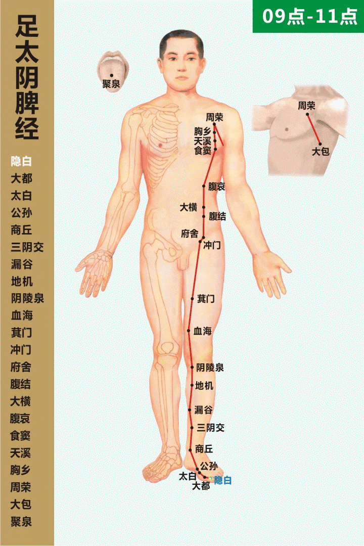 高清动态图:十四条经络终于弄明白了