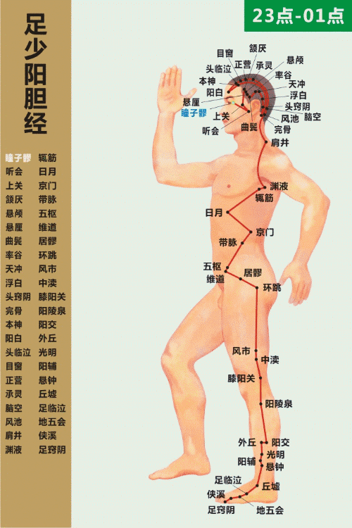 高清动态图:十四条经络终于弄明白了