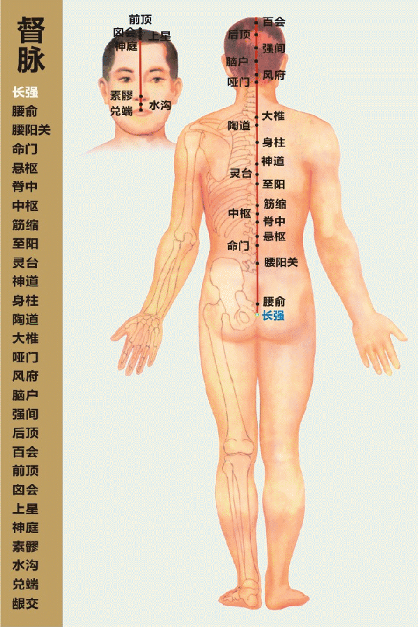 高清动态图:十四条经络终于弄明白了