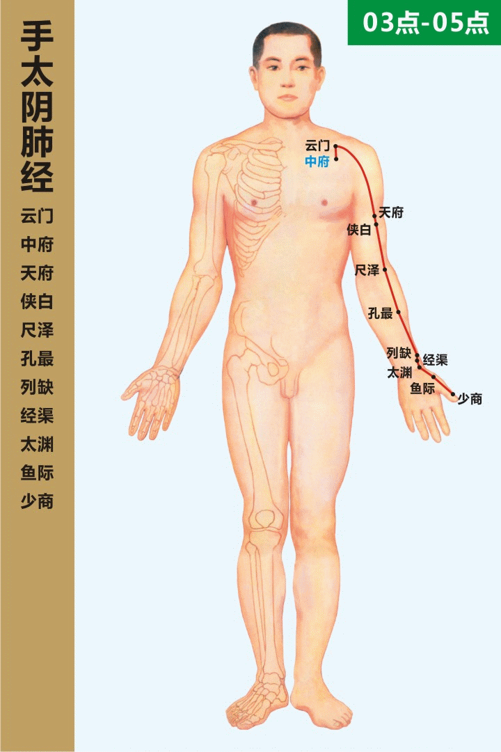 高清动态图:十四条经络终于弄明白了