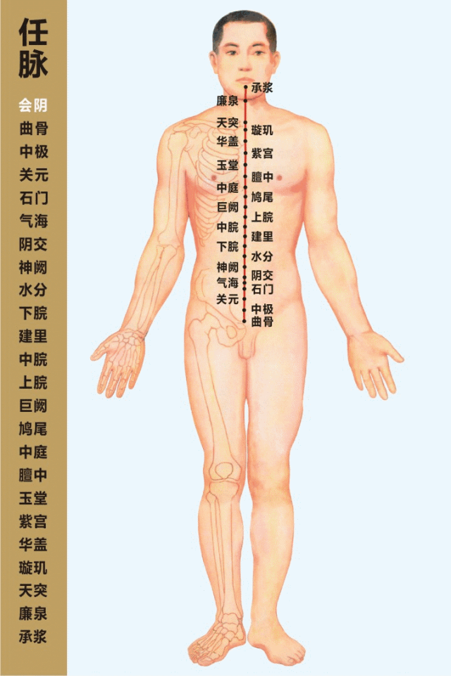 高清动态图:十四条经络终于弄明白了