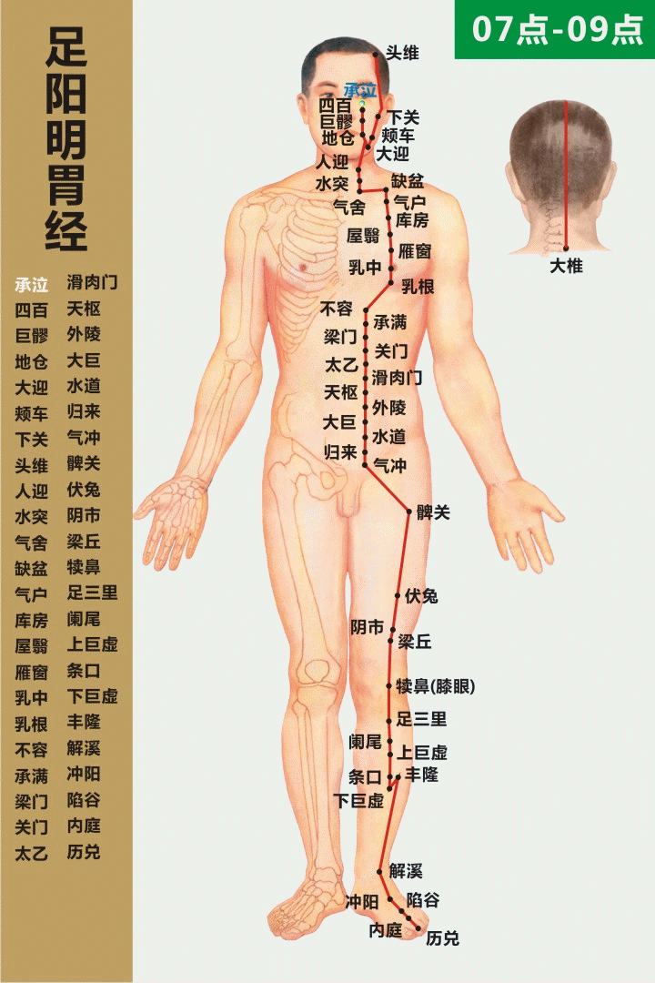 高清动态图:十四条经络终于弄明白了