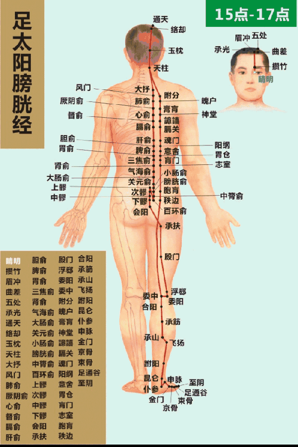 高清动态图:十四条经络终于弄明白了