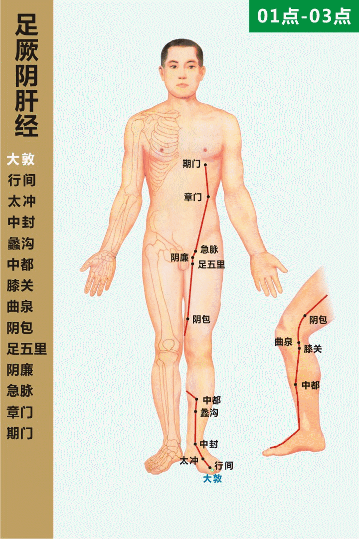 高清动态图:十四条经络终于弄明白了
