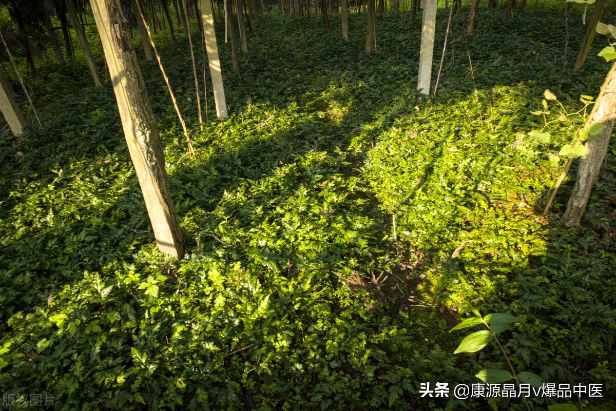 中医治疗失眠(不寐)的52首验方(含食疗方)都在这里了